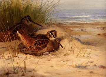 ビーチに営巣するヤマシギ アーチボルド・ソーバーン鳥 Oil Paintings